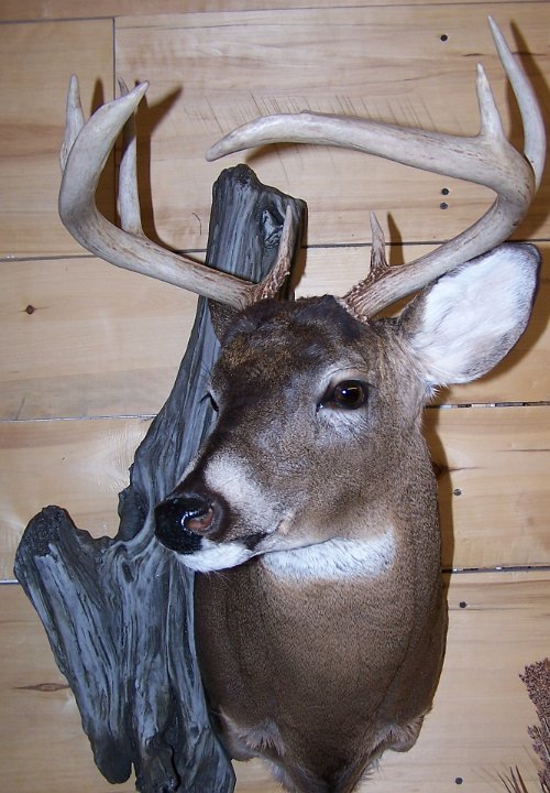 deerSS25
