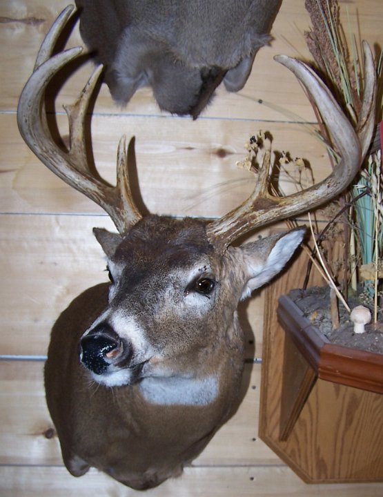 deerSS26
