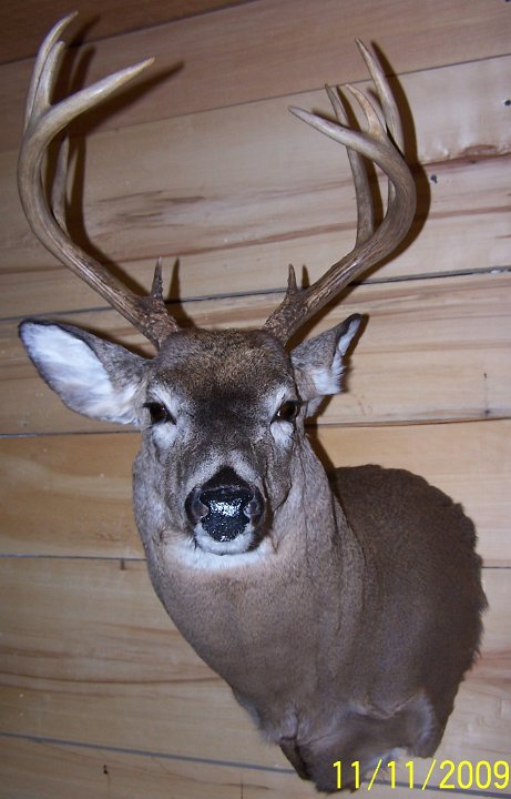 deerSS28