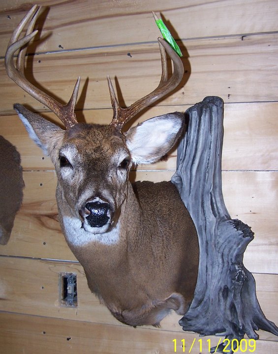 deerSS29