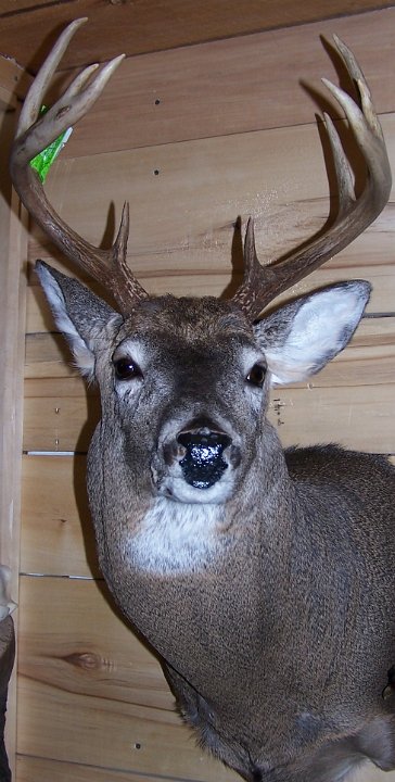 deerSS3