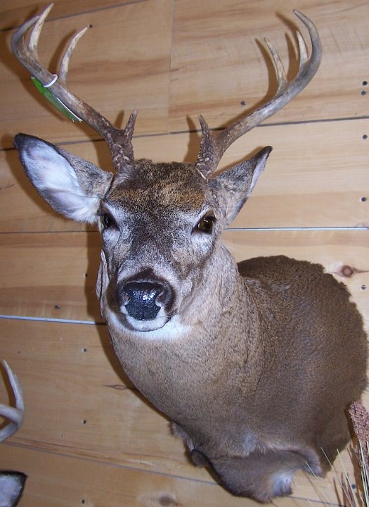 deerSS34