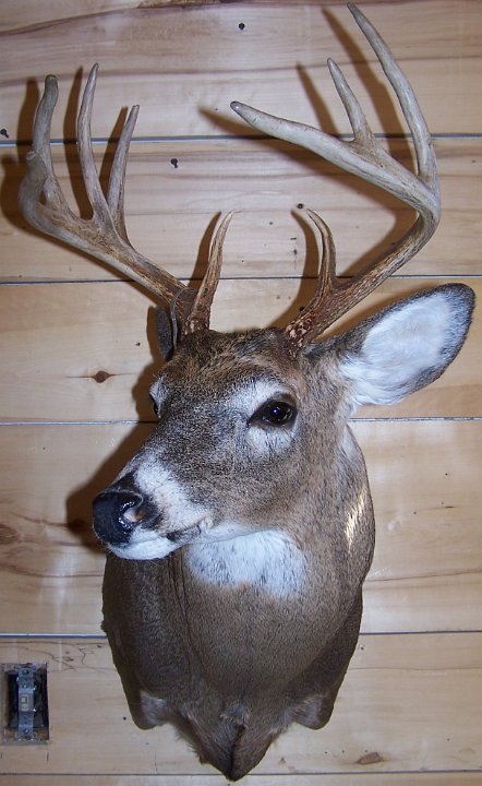 deerSS35