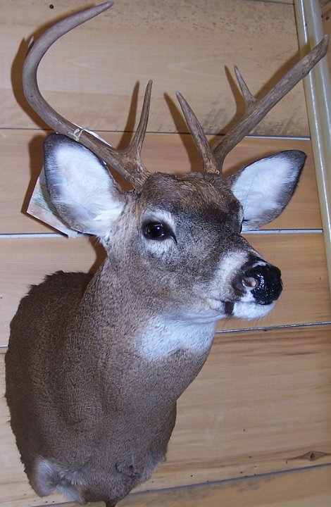 deerSS4