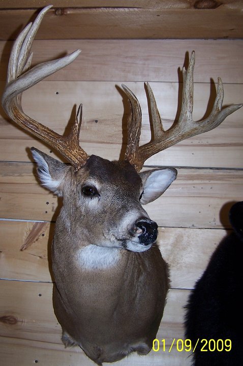 deerSS5