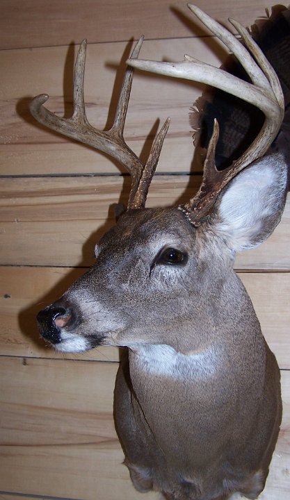 deerSS6