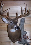deerSS1