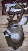 deerSS12