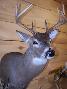 deerSS13