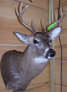 deerSS15