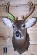 deerSS17