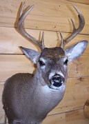 deerSS18