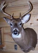 deerSS19