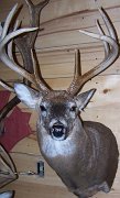 deerSS2