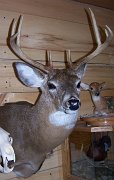 deerSS23