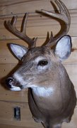deerSS24