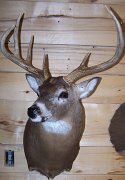 deerSS27