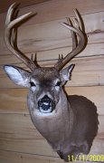 deerSS28