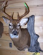 deerSS29