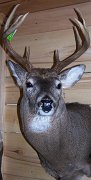 deerSS3