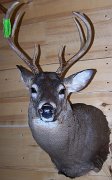 deerSS30