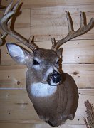 deerSS31