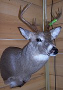 deerSS32