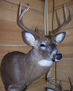deerSS33