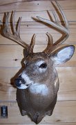 deerSS35
