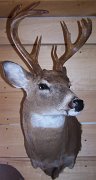 deerSS36