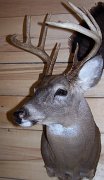 deerSS6