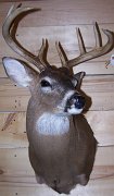 deerSS7