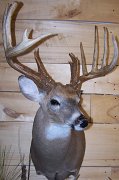 deerSS8