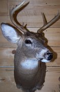 deerSS9