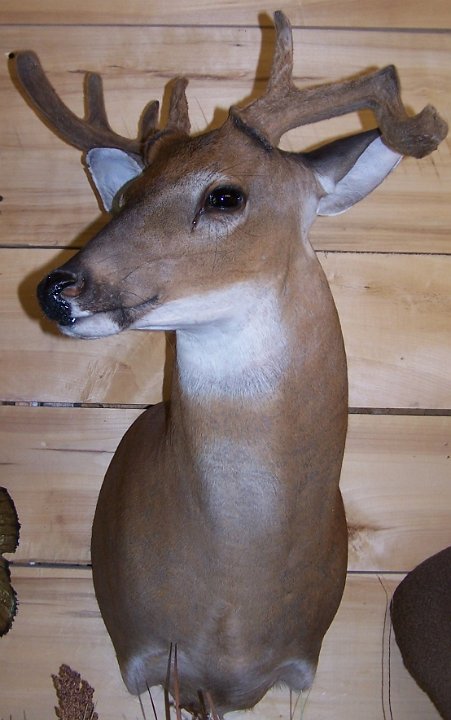 deerSU