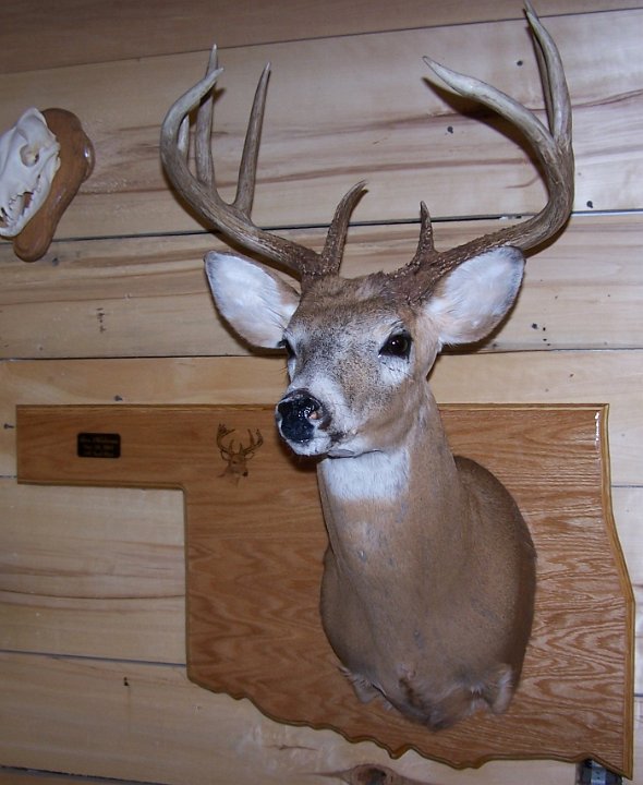 deerSU1