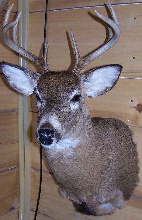 deerSU12
