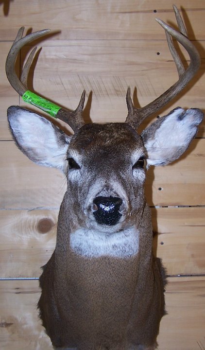 deerSU4