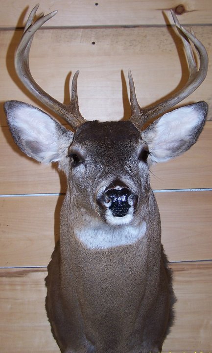 deerSU6