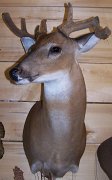 deerSU