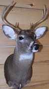 deerSU10