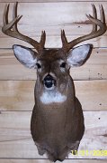 deerSU11