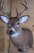 deerSU12