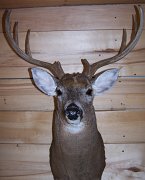deerSU14