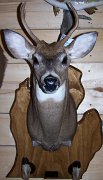 deerSU3