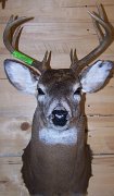 deerSU4
