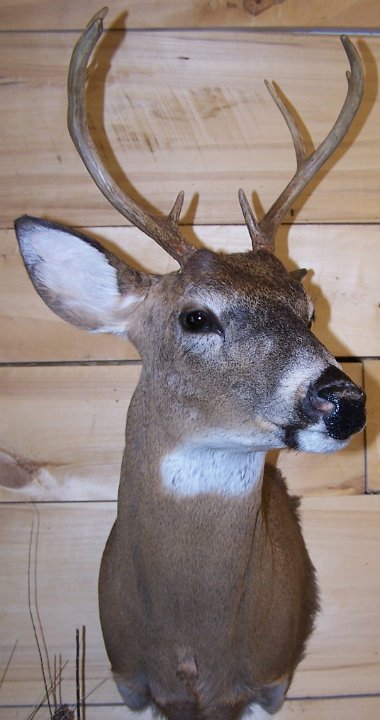 deerUP