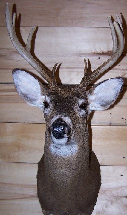 deerUP1