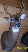 deerUP2