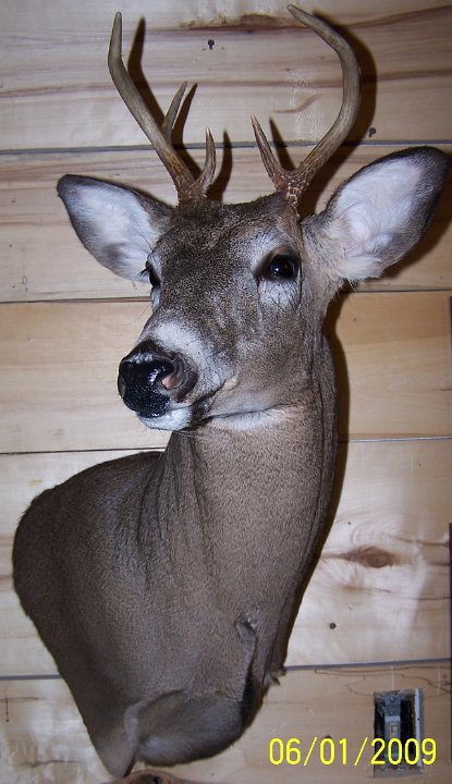 deerUPPED
